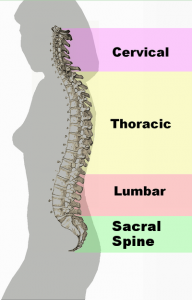 Different regions of the back