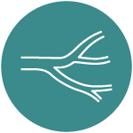 peripheral artery disease - memphis vascular center