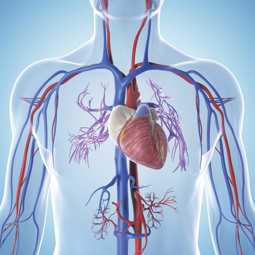 Memphis vascular disease treatments