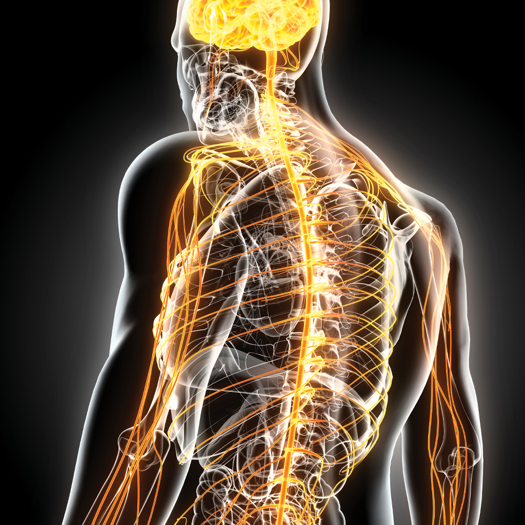 spine fracture treatment - TN
